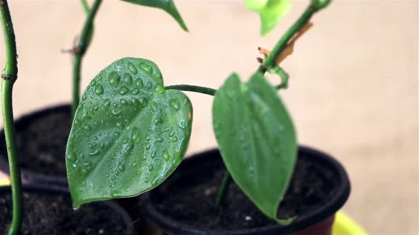 Dew Drops Een Betoverend Betoverend Uitzicht Waterdruppels Philodendron Plant Bladeren — Stockvideo