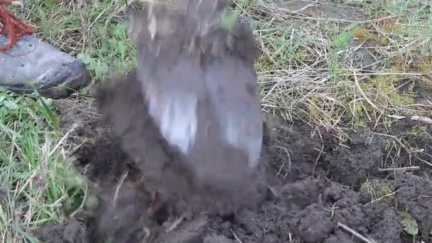 Gardeners Touch Close Look Digging Garden — 비디오