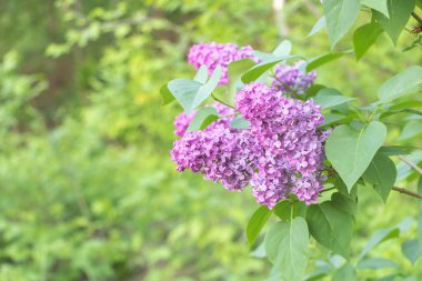 yeşil yaprak zemin üzerine Eflatun çiçek şube