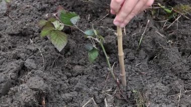 Yeşil Altyapı: Sürdürülebilir Blackberry Desteği Olarak Bambu