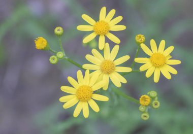 Bulanık yeşil arka planda sarı papatya çiçekleri..