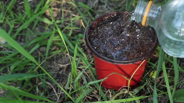Préparation Plantation Humidifier Sol Dans Pot Fond Herbe Verte — Video