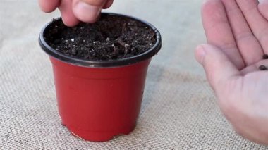Yolculuk başlıyor: Papaya tohumlarını bir çömleğe ekme