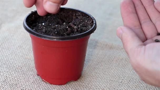 Journey Begins Sowing Papaya Seeds Pot — Stok Video