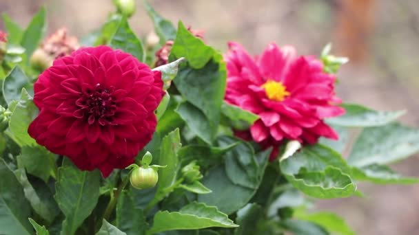 Αριστούργημα Της Φύσης Εκπληκτικό Κοντινό Πλάνο Ενός Κόκκινου Λουλουδιού Dahlia — Αρχείο Βίντεο