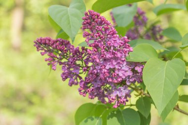 Bahar bahçesindeki bir dalda mor leylak çiçekleri.