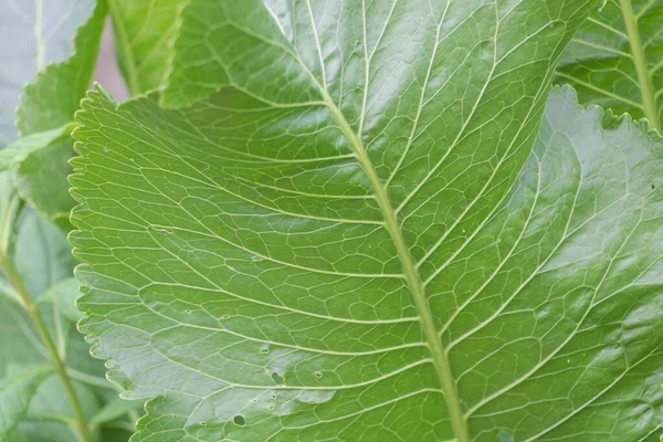 Elegan Impressions Macro View Armoracia Rusticana Leaf Texture — Stok Foto