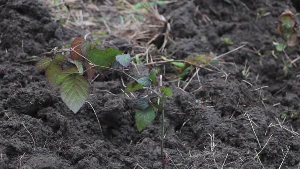 Nature Embrace Slow Wind Caresses Growing Blackberry Plant — Stok Video
