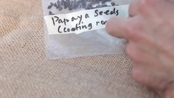Seed Journey Unzipping Examining Papaya Seeds Концепция Выращивания Папайи Семян — стоковое видео