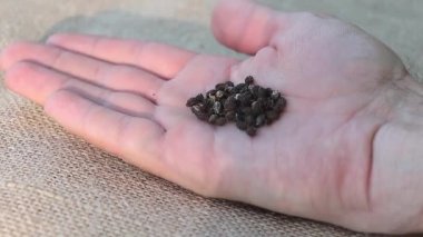 Doğayı Yetiştirme: Papaya Tohumlarını Kendi Papaya Ağacını Yetiştirmek İçin Tutmak