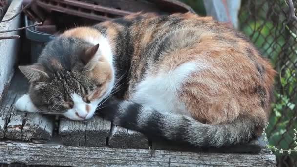 Ζωντανός Ονειροπόλος Χαλαρωτικό Φιλμ Από Ένα Τρίχρωμο Cat Sleeping — Αρχείο Βίντεο