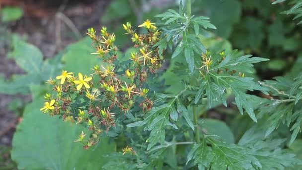 Burst Yellow Ανακαλύπτοντας Μεγαλείο Του Hypericum Perforatum Στον Κήπο — Αρχείο Βίντεο