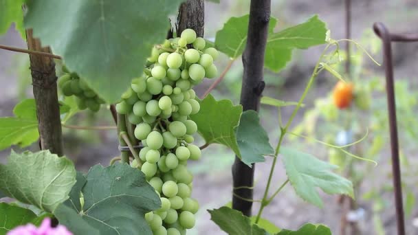 Duma Winnicy Zbliżenie Spójrz Zielone Winogrona Winorośli — Wideo stockowe