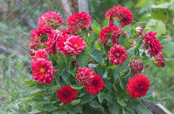 庭で美しい赤いダリアの花 選択的なフォーカス — ストック写真