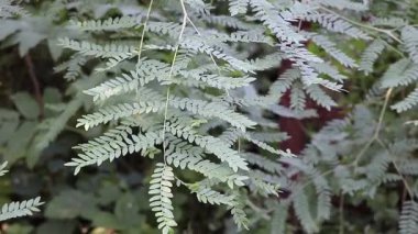 Doğanın Salınışı: Rüzgar Tarafından Okşanan Gleditsia Triacanthos Dalları