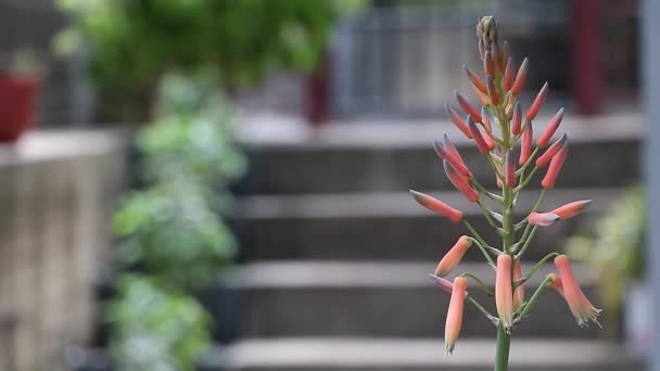 Doğanın Yileştirici Dokunuşu Aloe Vera Blossom Fotokopi Alanı Ile Yakın — Stok video