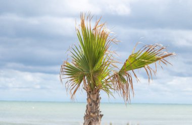 Sahildeki palmiye ağacının arkasında bulutlu bir gökyüzü var..