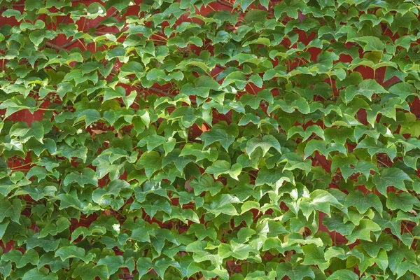 Kırmızı Duvarda Yeşil Sarmaşık Yaprakları Var Doğa Arkaplanı — Stok fotoğraf