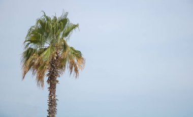 Metin için kopyalama alanı olan mavi gökyüzü arkaplanındaki palmiye ağacı.