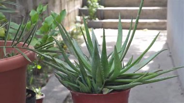 Aloe Vera Serbest Bırakıldı: Açık Hava Büyümesinin Yakın Çekimi