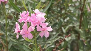 Pembe Zarafet: Rüzgarda Sallanan Oleander Çiçeği Yaklaş