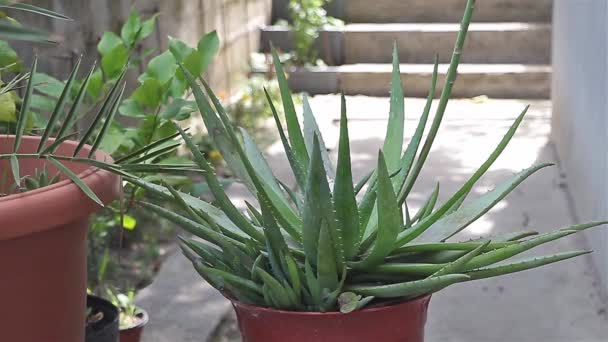 Aloe Vera Desencadeada Close Crescimento Livre — Vídeo de Stock