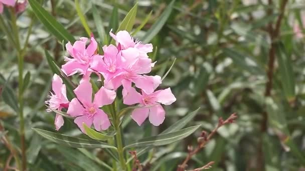 Różowy Elegancja Oleander Blossom Kołysząc Się Wiatr Zbliżenie — Wideo stockowe