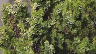 Yükseltilmiş Ahenk: Yukarıdan Tuia Ağacına Bakmak