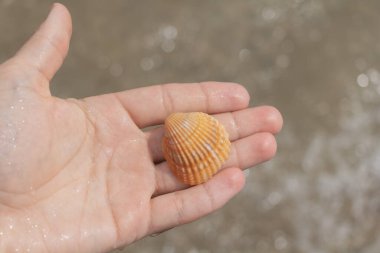 Denizin ve kumun arka planında deniz kabuğunu tutan bir adam..