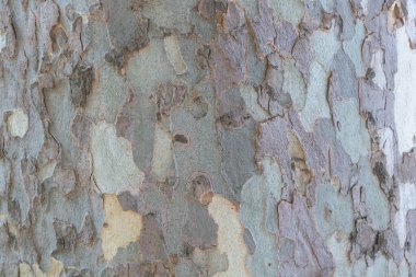 Woodland Whispers: Akçaağaç kabuğunun büyüleyici dokusu.