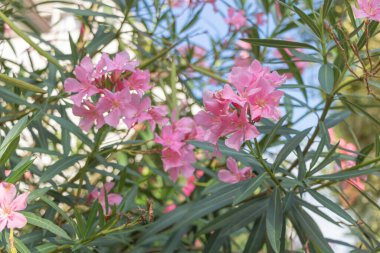 Pembe çiçekler mavi gökyüzü arka planına sahip bir Oleander ağacının dalında çiçek açıyor..