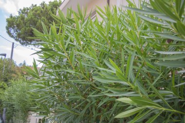 Bir evin önüne dikilmiş yemyeşil yapraklı bir zakkum ağacı..