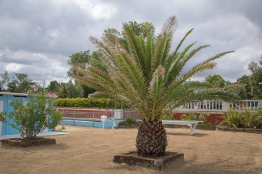 Rimini İtalya 'da kumlu sahilde bir palmiye ağacı.