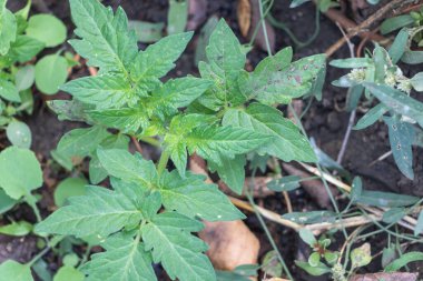 Bahçedeki domates tohumları, ekilmeye hazır..