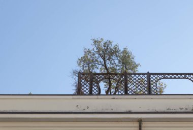 Binanın çatısındaki ağaç mavi gökyüzüne karşı, üst manzara..