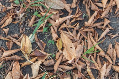 Bahçedeki kuru yapraklar, doğal arka plan - sonbahar konsepti.