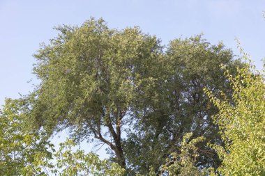 Parktaki mavi gökyüzünün arka planında karaağaç.