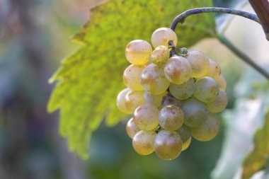 Sonbaharda üzüm bağında bir demet beyaz üzüm..