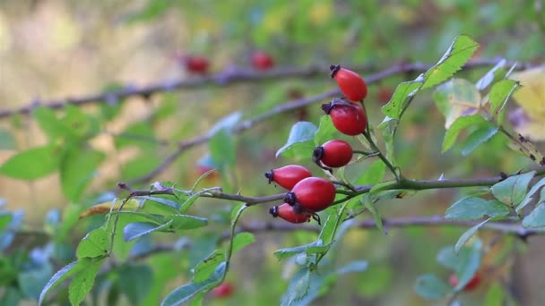 Naturens Höstskatt Rosa Caninas Röda Frukter Gren Nära Håll — Stockvideo