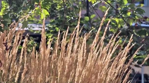 Närbild Lugn Calamagrostis Acutiflora Mild Bris — Stockvideo