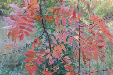 Sonbaharda kırmızı yapraklı Fraxinus ağacı.