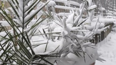 Kışın karla kaplı bir hurma ağacının yanında... Karlar, ağır ağır düşmektedir.