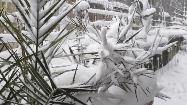 靠近一株冬季被雪覆盖的椰枣树 慢动作的小雪 — 图库视频影像