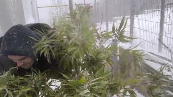 Frosty Finesse Vedení Bambusové Krásy Bouří — Stock video