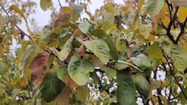 Drzewo Pigwy Późną Jesienią Liście Robią Się Żółte — Wideo stockowe