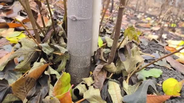 秋の終わりに茎の周りのイチジクの木の秋の葉 — ストック動画