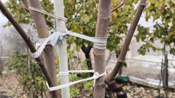 Drzewo Figowe Białym Drutem Przywiązanym Niego Ogrodzie — Wideo stockowe