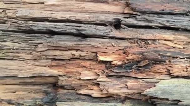 Kufer Drzewa Ukazujący Zniszczenie Stylu Warstwowych Powierzchni Teksturalnych — Wideo stockowe