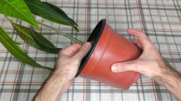 Cours Rempotage Manguier Enlever Ancien Pot — Video