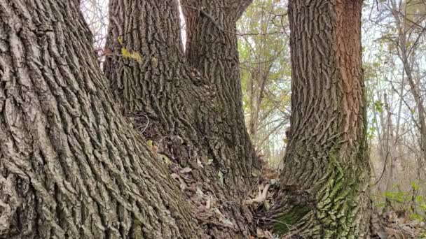 Πολύ Παχύ Στέλεχος Δέντρου Φτελιάς Από Κοντά — Αρχείο Βίντεο
